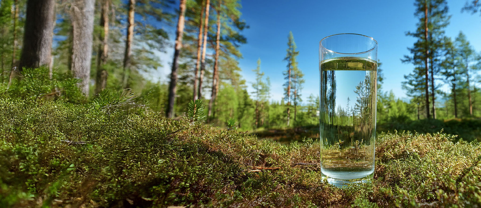 A clear glass of water resting on the forest floor, framed by vibrant foliage and dappled sunlight.