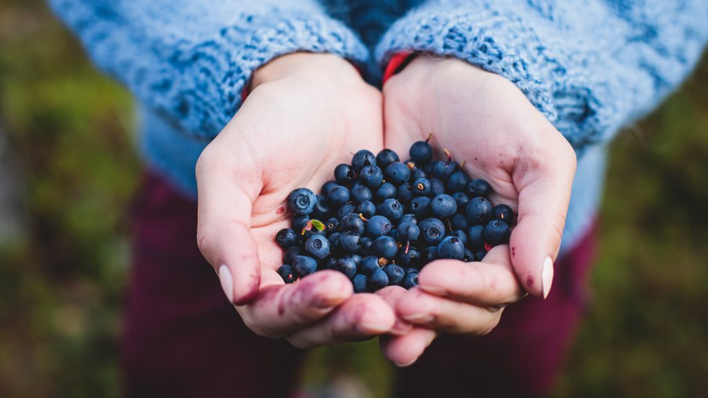 A close-up of a hand filled with ripe blueberries.