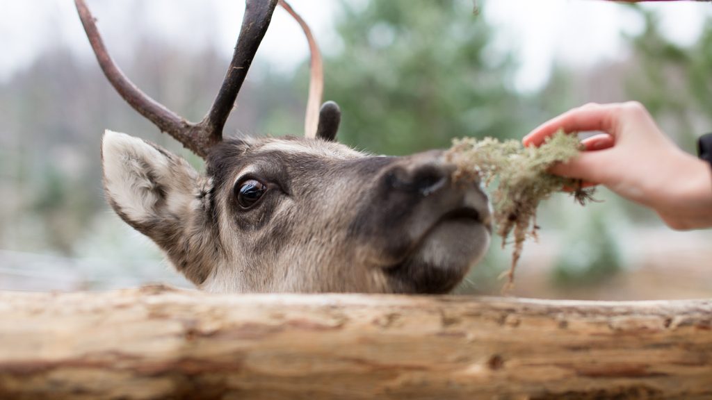 A person gently feeds a reindeer in a serene outdoor setting, showcasing a moment of connection with nature.