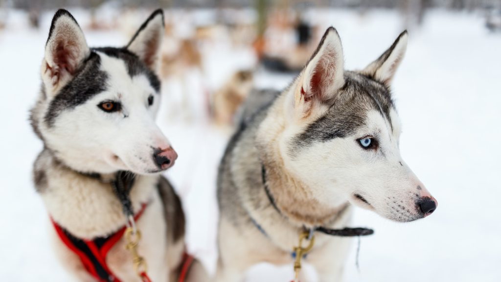 Two husky dogs stand in a snowy environment, their vibrant fur highlighted against the pristine white snow.